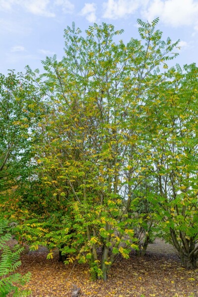 Pterocarya fraxinifolia