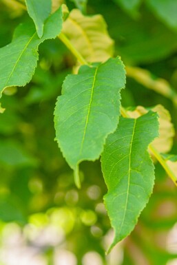 Pterocarya fraxinifolia hochstamm 10/12