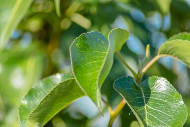 Pyrus calleryana 'Chanticleer'