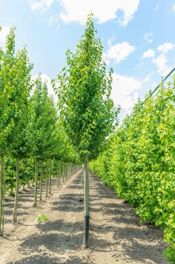 Pyrus calleryana 'Chanticleer' hochstamm