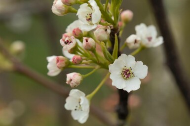 Pyrus calleryana 'Chanticleer' hochstamm 8/10