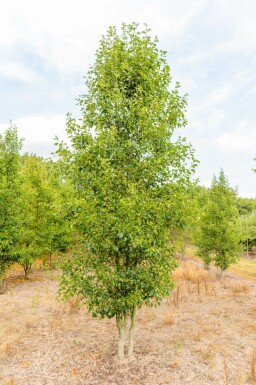 Pyrus calleryana 'Chanticleer' mehrstämmig 200-250