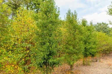 Pyrus calleryana 'Chanticleer' mehrstämmig 200-250