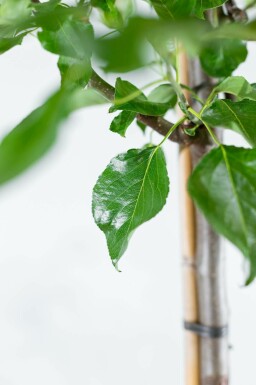 Pyrus calleryana 'Chanticleer' mehrstämmig 200-250