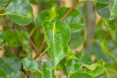 Pyrus calleryana 'Chanticleer' mehrstämmig 200-250