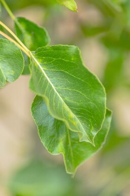 Pyrus calleryana 'Chanticleer' mehrstämmig 200-250