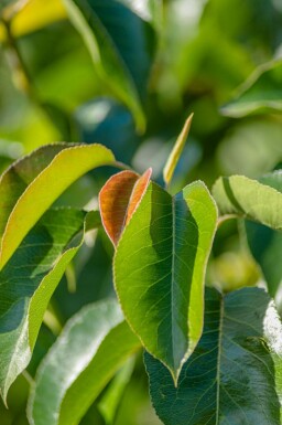 Pyrus calleryana 'Chanticleer' mehrstämmig 200-250