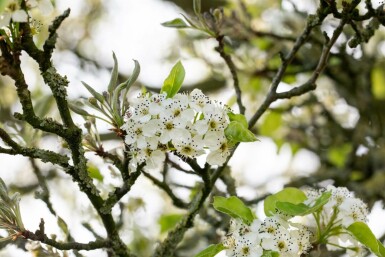 Pyrus calleryana 'Chanticleer' mehrstämmig 200-250