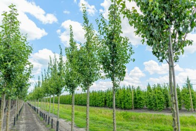 Pyrus communis 'Conference' hochstamm