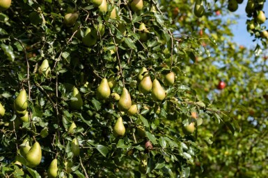 Pyrus communis 'Conference' hochstamm 10/12