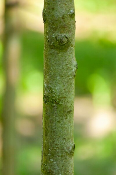 Pyrus communis subsp. caucasica