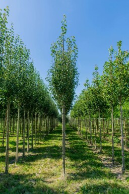 Pyrus communis subsp. caucasica hochstamm