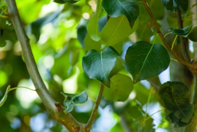 Pyrus communis subsp. caucasica hochstamm