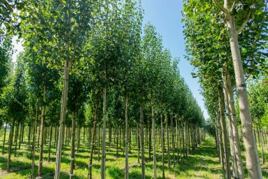 Pyrus communis subsp. caucasica hochstamm 10/12