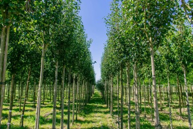 Pyrus communis subsp. caucasica hochstamm 10/12