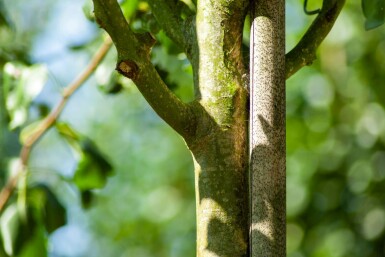 Pyrus communis subsp. caucasica hochstamm 10/12