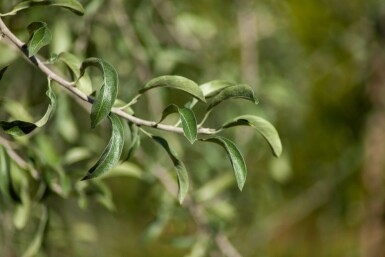 Pyrus salicifolia