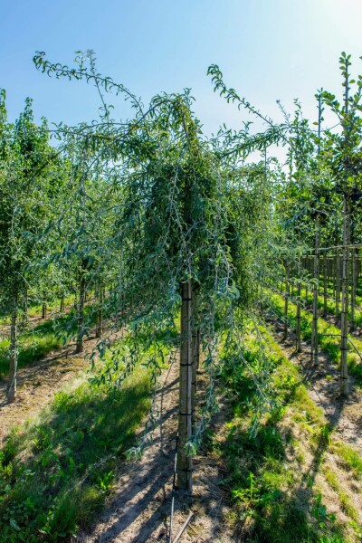 Pyrus salicifolia hochstamm 10/12