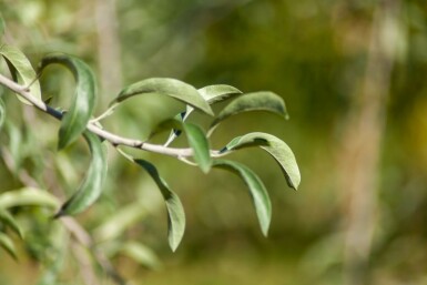 Pyrus salicifolia hochstamm