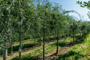 Pyrus salicifolia hochstamm 10/12