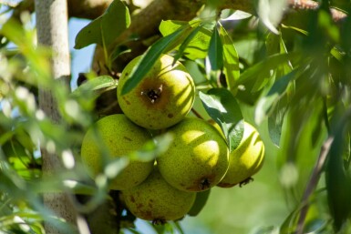 Pyrus salicifolia hochstamm 10/12