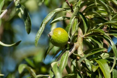 Pyrus salicifolia hochstamm 10/12