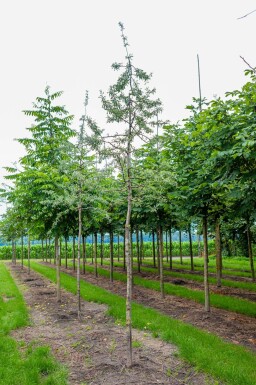 Pyrus salicifolia 'Pendula' hochstamm 6/8 180cm Stamm