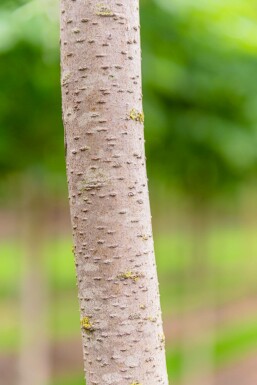 Pyrus salicifolia 'Pendula' hochstamm 6/8 180cm Stamm