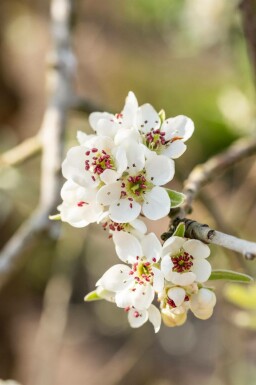 Pyrus salicifolia 'Pendula' hochstamm 6/8 180cm Stamm