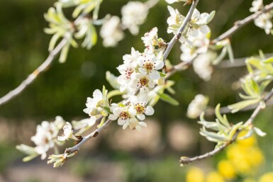 Pyrus salicifolia 'Pendula' hochstamm 6/8 180cm Stamm