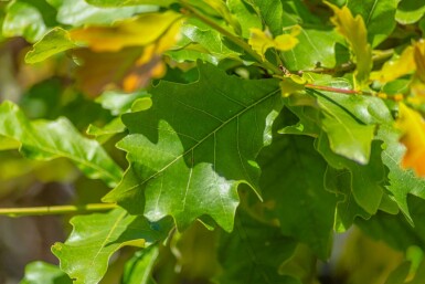 Quercus bicolor