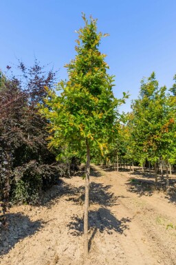 Quercus bicolor hochstamm 12/14