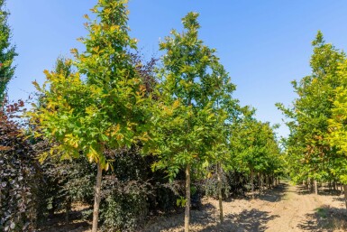 Quercus bicolor hochstamm 12/14