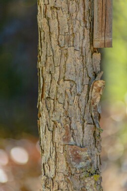 Quercus bicolor hochstamm 12/14