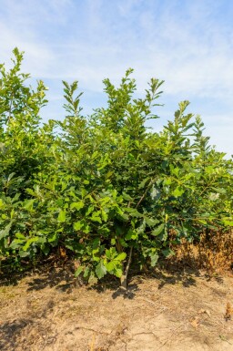 Quercus bicolor mehrstämmig