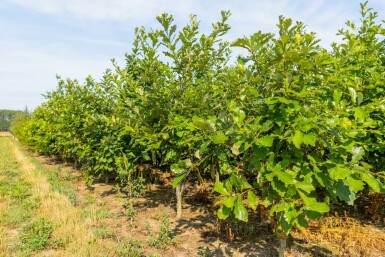 Quercus bicolor mehrstämmig