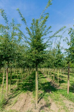 Quercus cerris hochstamm