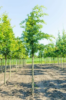 Quercus cerris hochstamm