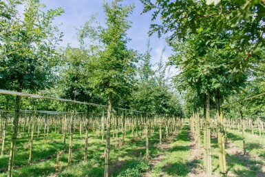 Quercus cerris hochstamm 10/12