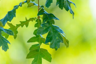 Quercus cerris hochstamm 10/12