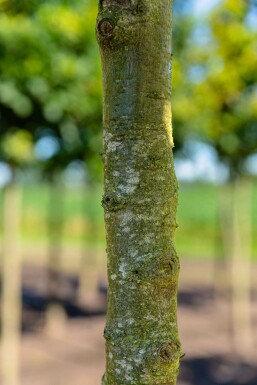 Quercus cerris hochstamm 10/12