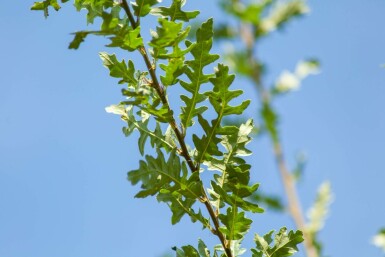 Quercus cerris hochstamm 10/12