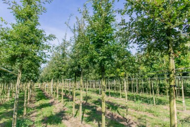 Quercus cerris hochstamm 10/12