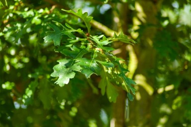 Quercus cerris hochstamm 10/12