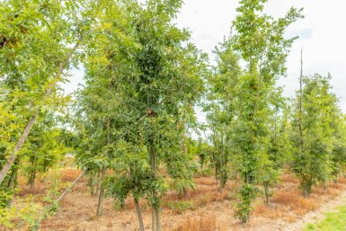 Quercus cerris mehrstämmig