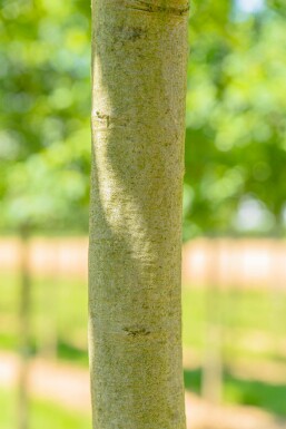 Quercus coccinea hochstamm 12/14