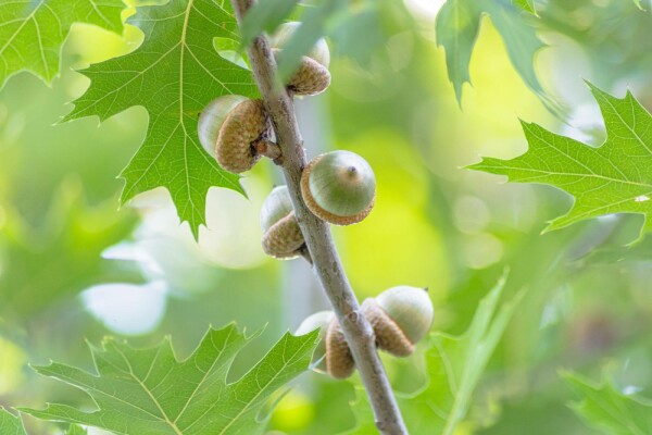 Quercus coccinea 'Splendens'