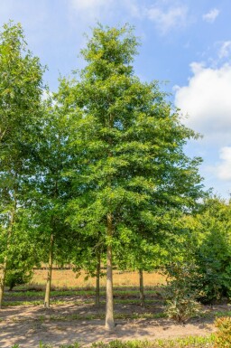 Quercus coccinea 'Splendens' hochstamm 12/14