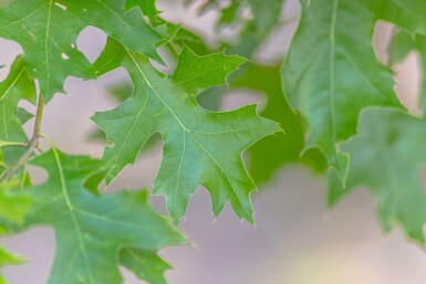 Quercus coccinea 'Splendens' hochstamm