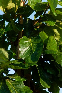 Quercus dentata hochstamm